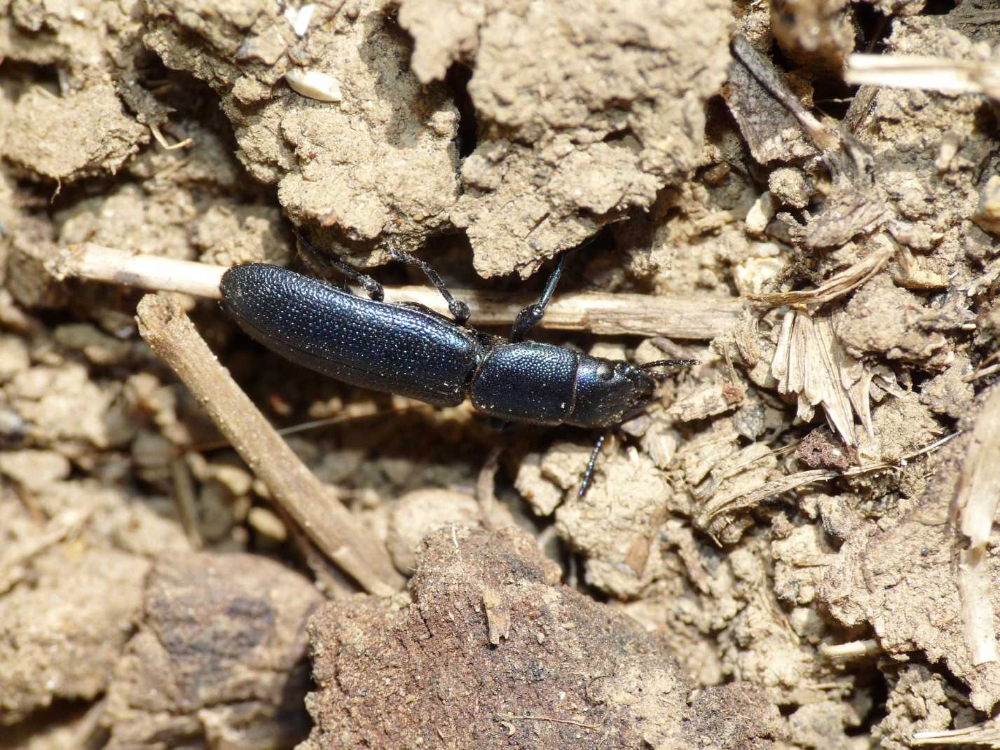 Temnochila caerulea